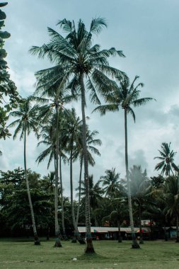 Sahilde hindistan cevizi palmiyesi, Anyer, Pandeglang, Banten, Endonezya