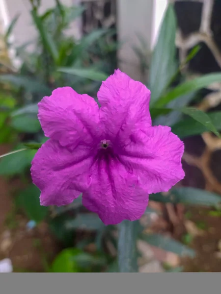 Purple Flower Graden — Stock Photo, Image