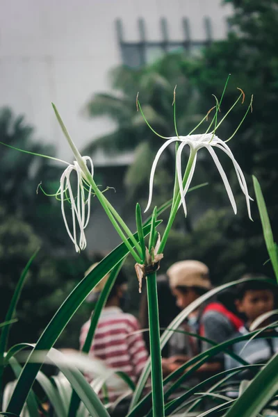 Flor Branca Beira Estrada Jacarta Indonésia — Fotografia de Stock