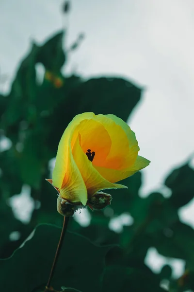 Yellow Flower Untung Jawa Island Jakarta Indonesia — Stock Photo, Image