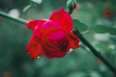 Bahçedeki kırmızı çiçek