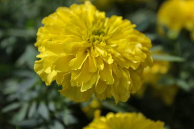 Bahçedeki sarı çiçek