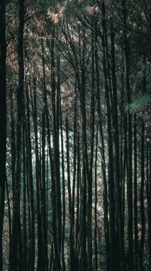 Pancar Dağı Çam Ormanları, Bogor, Batı Java, Endonezya