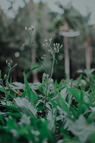 Rain Drops Grass — Stock Photo, Image