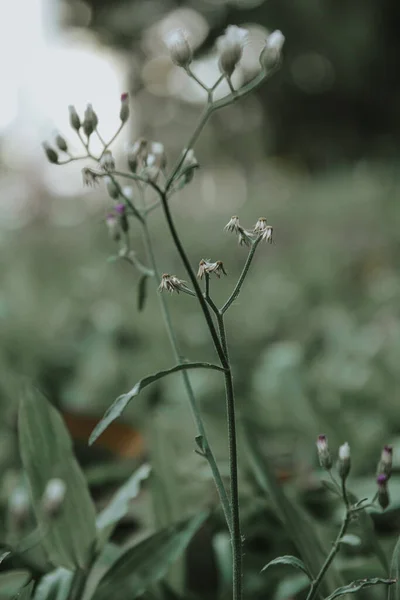 Flower Grass Jakarta — Stock Photo, Image