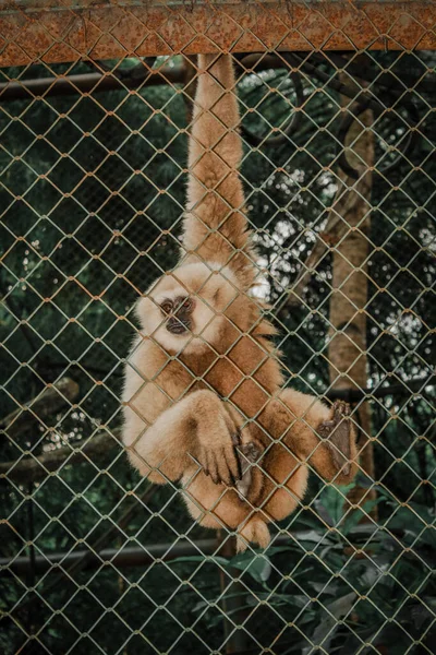 Małpa Jest Jego Klatka Ragunan Zoo Jakarta Indoensia — Zdjęcie stockowe