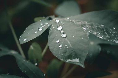 Cassava yaprakları üzerinde su damlacıkları