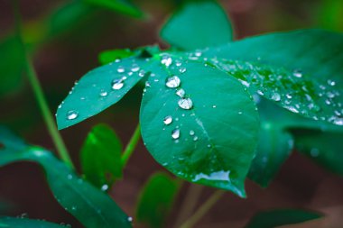 Yaprağın üzerine yağmur damlası