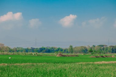 pirinç tarlası ve gökyüzü