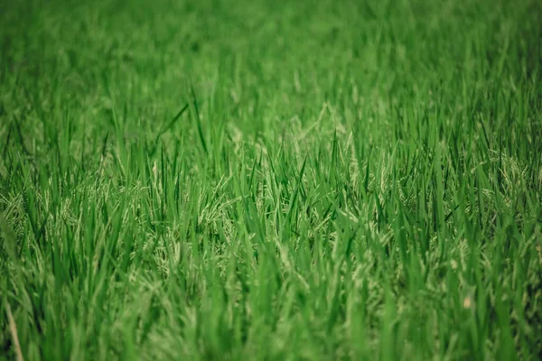 Texture Des Plants Riz Vert — Photo