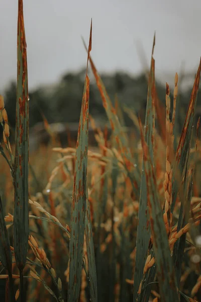 Рисовое Растение Рисовом Поле — стоковое фото