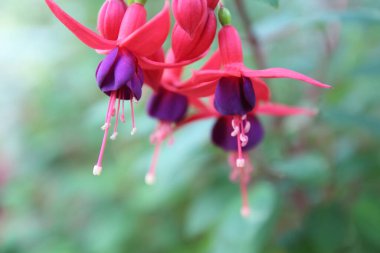 Fuchsia Bahçede kırmızı ve mor çiçekler