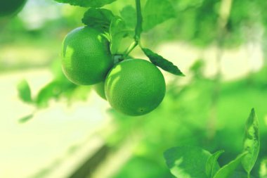 Bahçedeki ağaçta asılı duran yeşil limonu kapat..