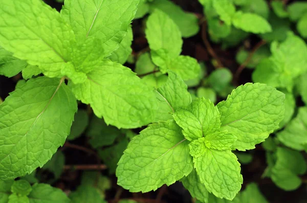 Fresh green mint plant growing in the vegetable field.