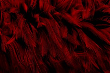 Güzel koyu kırmızı kuş tüyü desen arkaplan.