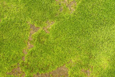 Arka plan için eski taş duvarda taze yeşil yosun deseni.