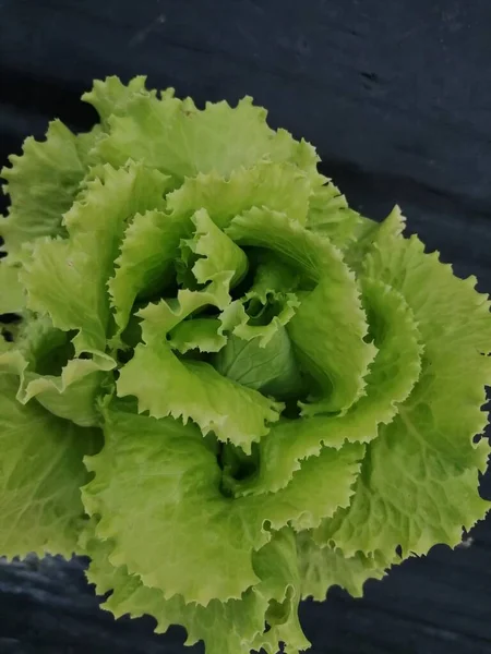 Planta Fresca Lechuga Ecológica Verde — Foto de Stock