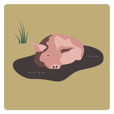 Domuz su birikintisinde yatıyor.