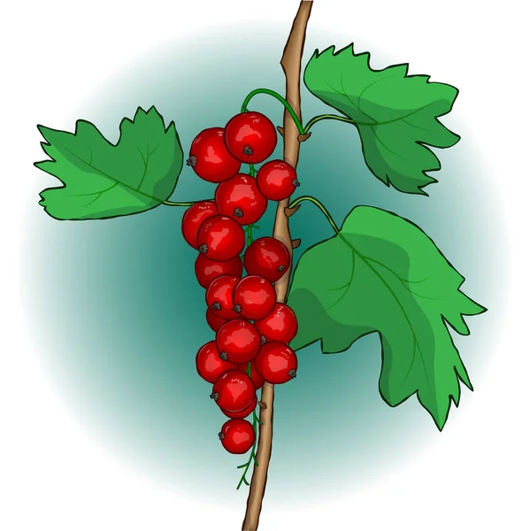 Red Currant Berry Vector Illustration — Stock Vector