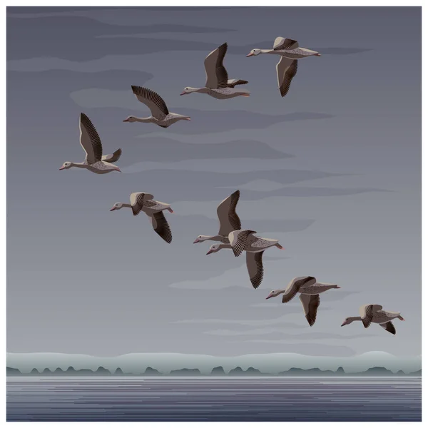 Troupeau Volant Canards — Image vectorielle