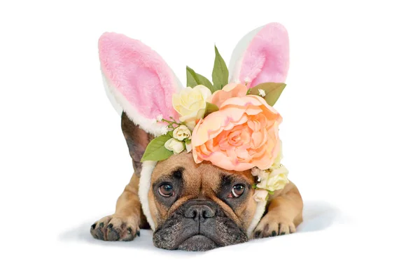 Cute Easter Bunny French Bulldog Dog Lying Floor Dressed Peony — Stock Photo, Image