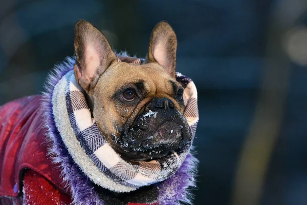 Fawn Bulldog Francés Con Bufanda Invierno Abrigo Piel Con Nieve —  Fotos de Stock