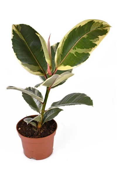 Полное Разнообразие Тропических Ficus Elastica Variegata Каучуковое Дерево Белом Фоне — стоковое фото