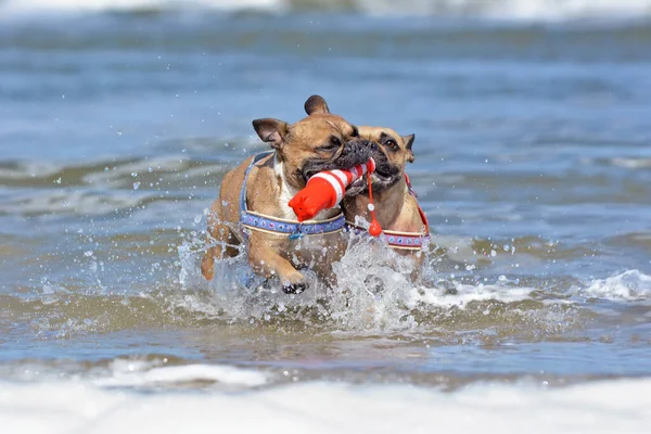 Dva Plaví Francouzský Buldok Dovolené Psi Hrát Aport Námořní Pes — Stock fotografie