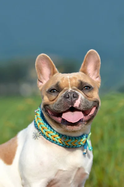 Head Portrait Cute Happy Red Pied French Bulldog Dog Open — Stock Photo, Image