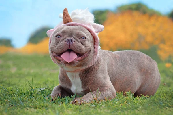 Smiling Lilac Brindle Colored French Bulldog Dog Funny Pink Unicorn — Stock Photo, Image