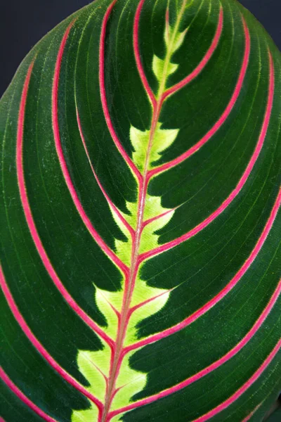 Close up of strikingly marked tropical \'Maranta Leuconeura Fascinator Prayer Plant\' leaf with red veins