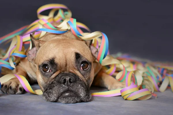 Cute Brown French Bulldog Dog Lying Ground Covered Colorful Party — Stock Photo, Image