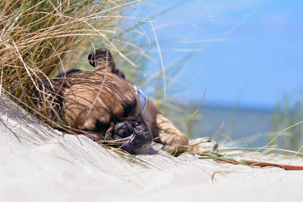 Tired fawn French Bulldog dog with black mask sleeping on a sand beach on vacation