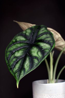 Siyah arka planda egzotik tropikal 'Alocasia Baginda Cuprea Dragon Scale' saksı bitkisi