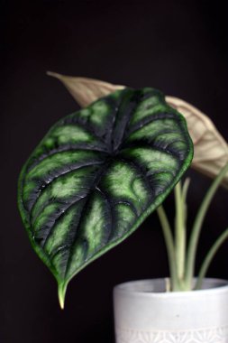 Exotic tropical 'Alocasia Baginda Cuprea Dragon Scale' potted house plant on dark black background clipart