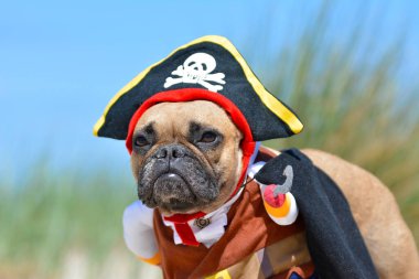 Şapka ve kancayla korsan kostümü giymiş komik Fransız Bulldog kızı.