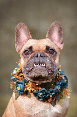 Kahverengi bir Fransız Bulldog 'unun komik bir portresi. Kıvrımlı bir gülüşü var. Arka planda bue çiçekli bir tasma takıyor.