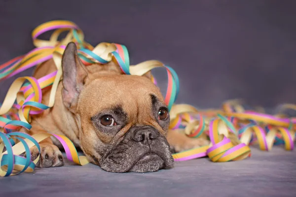 Cute Brown French Bulldog Dog Lying Ground Covered Colorful Party — Stock Photo, Image