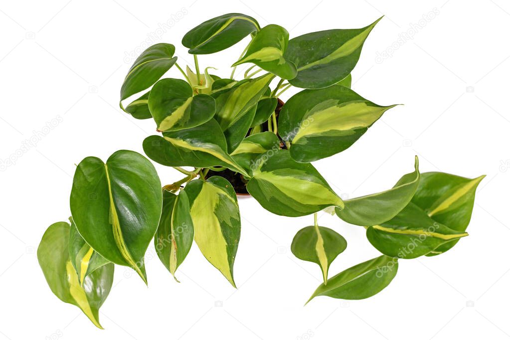 Tropical 'Philodendron Hederaceum Scandens Brasil' creeper house plant with yellow stripes isolated on white background