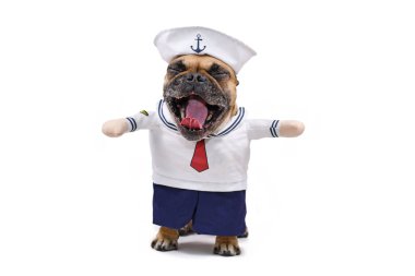 Komik Fransız Bulldog 'u ağzı açık esnerken beyaz arka planda izole edilmiş sahte kolları ve şapkası olan komik denizci köpeği Cadılar Bayramı kostümü giyiyor.