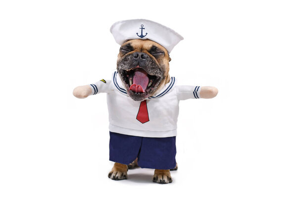 Funny French Bulldog dog yawning with mouth wide open while wearing funny sailor dog Halloween costume with fake arms and hat, isolated on white background