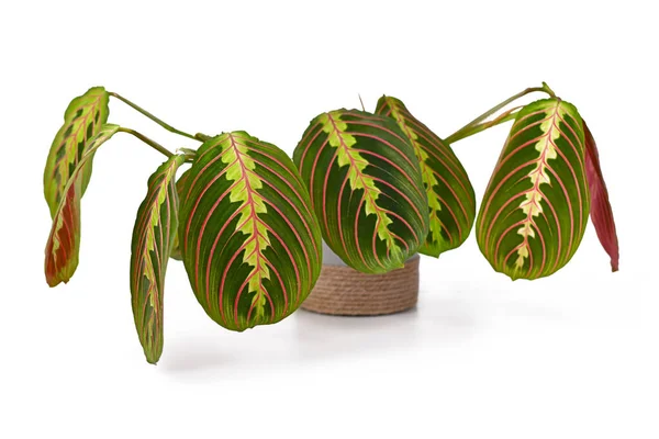 Tropische Pflanze Maranta Leuconeura Fascinator Isoliert Auf Weißem Hintergrund — Stockfoto