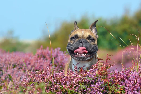 Panting French Bulldog dog with tongue sticking out sitting in a field of purple blooming heather 'Calluna vulgaris' plants