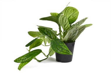 Tropik Monstera Sp. Peru, 'Monstera Karstenianum' olarak da bilinir. Beyaz arka planda büzüşmüş, yanardöner yapraklı ev bitkisi.