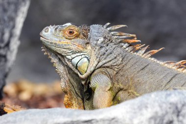 Gri ve kahverengi renkli güzel Iguana Leguan kertenkelesinin başını kapat. 