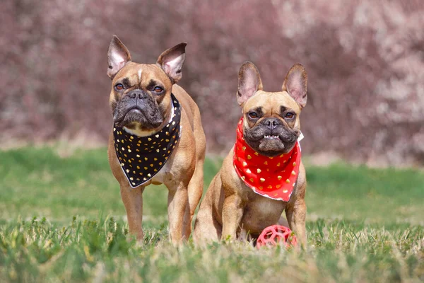 Två Fawn French Bulldog Hundar Bär Matchande Svart Och Röd — Stockfoto