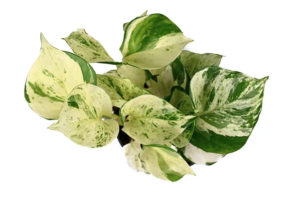 Draufsicht Auf Tropische Epipremnum Aureum Manjula Topfpflanze Isoliert Auf Weißem — Stockfoto