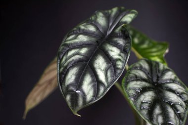 Egzotik ve nadir tropikal 'Alocasia Baginda Cuprea Dragon Scale' koyu siyah arka planda saksı ev bitkisi