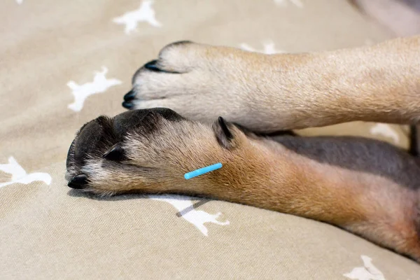 Satu Jarum Akupunktur Biru Panjang Menempel Pada Cakar Anjing Untuk — Stok Foto