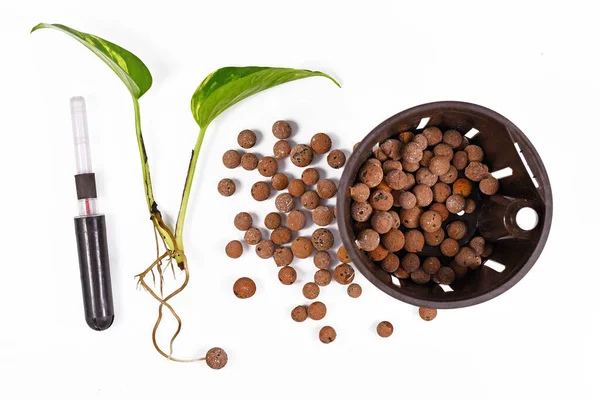 Tools for keeping houseplants in passive hydroponics system without soil with water level indicators, expanded clay pellets, rooted plant cutting and flower pot on white background — Stock Image Tools Keeping Houseplants Passive Hydroponics System Soil Water Level Indicators Stock Picture